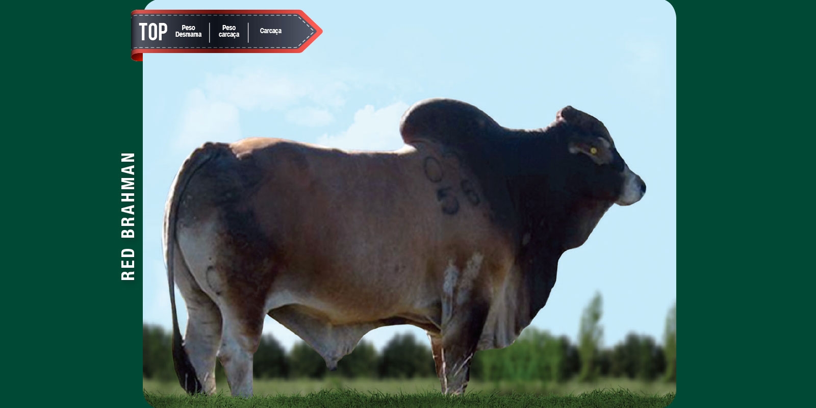 CBV 02-0556 GANDHI XL