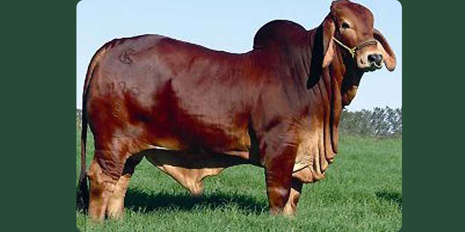 MR. WINCHESTER MAGNUM 999/3