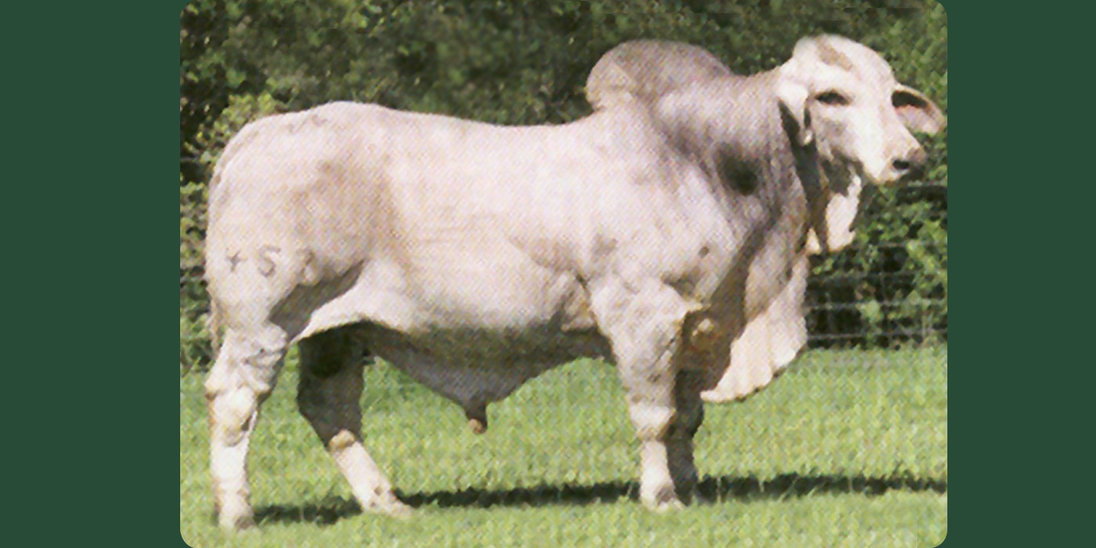 DH MR. RAM MARSO 457/2