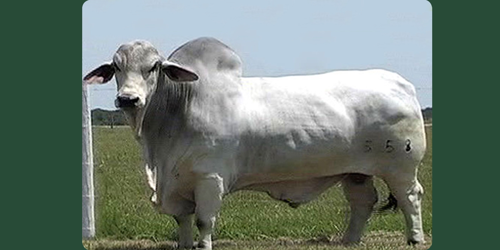 MR. H PARKER MANSO 558