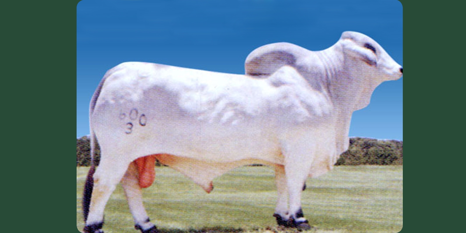 MR. JACKAL MANSO 600/3