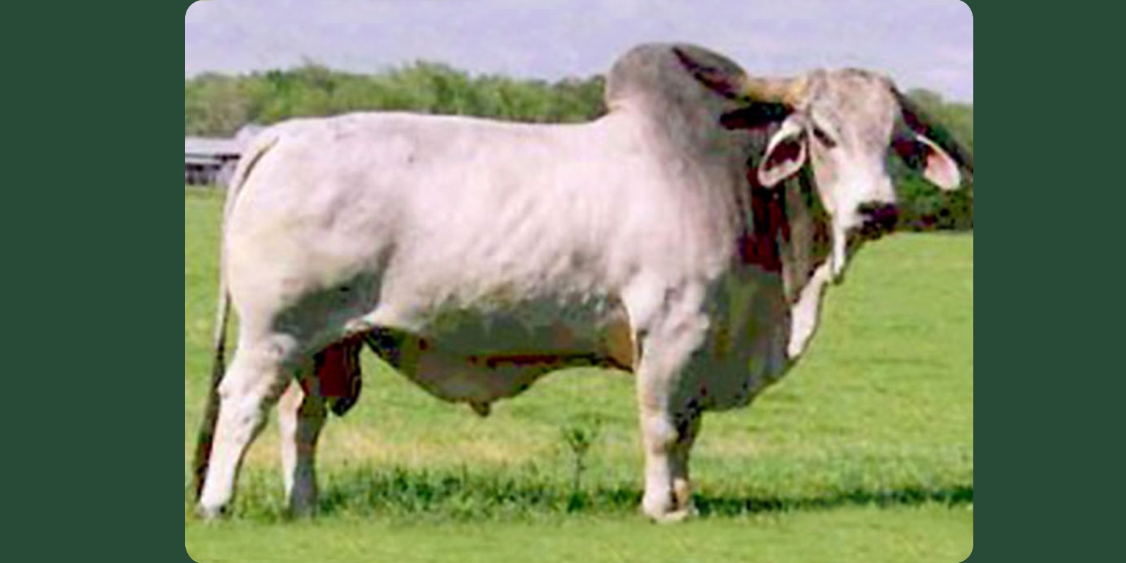 JDH MANSO CHARLEY 519/9