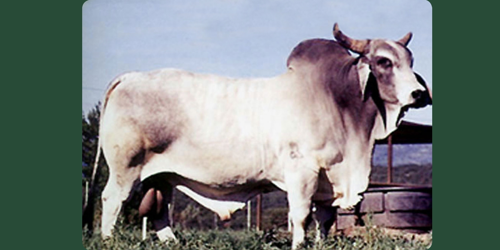 JDH GRAND V MANSO 201/5