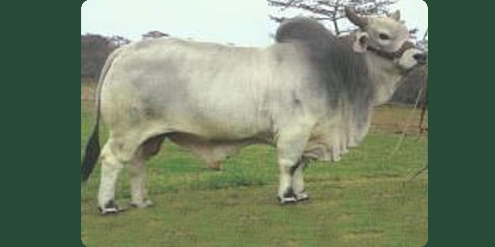 JDH MR. SHANNON MANSO 185/1