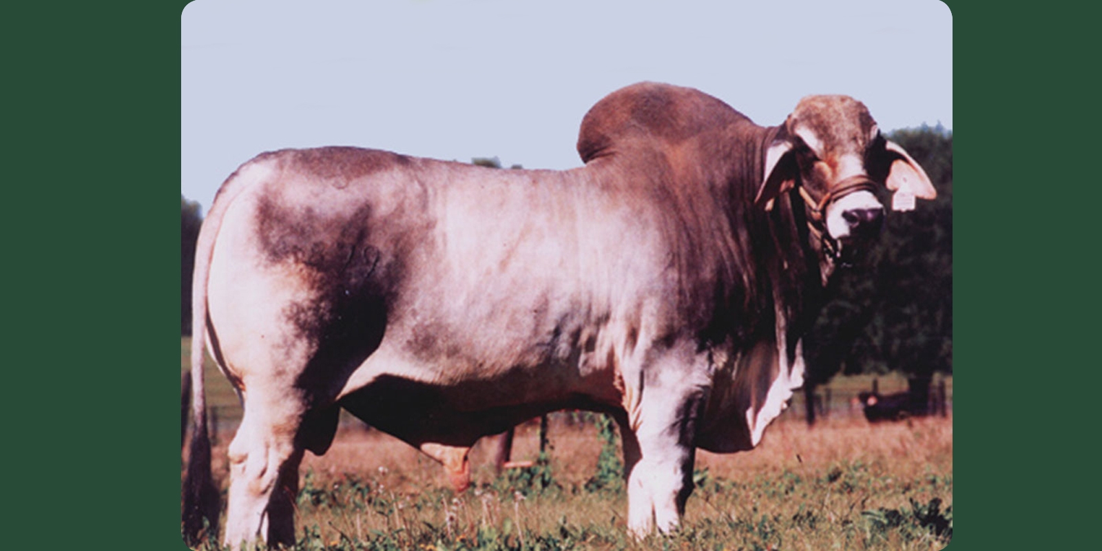 JJ CUATRO DIDOR 879/1