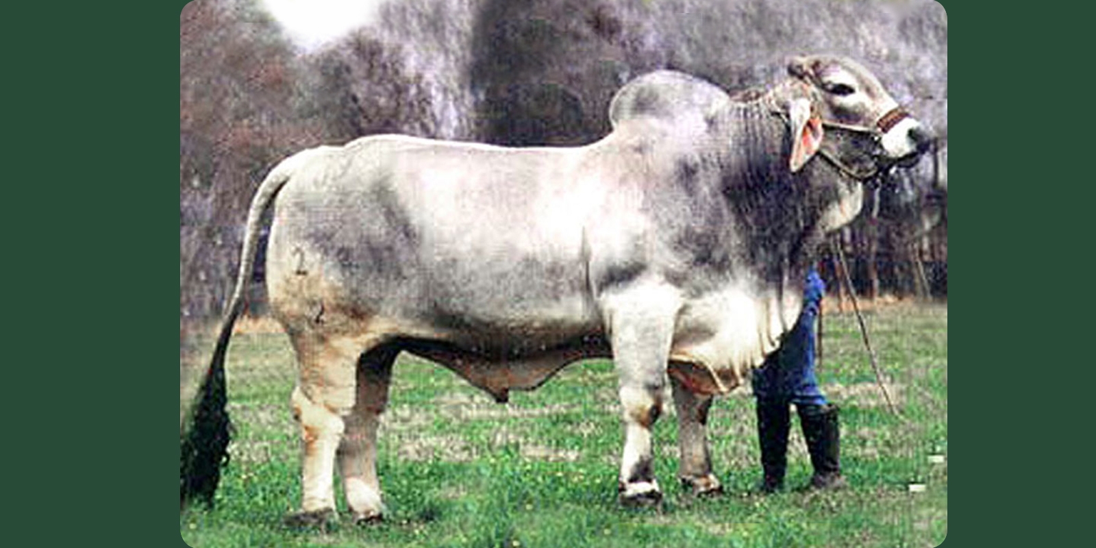 JJ DIDOR MANSO 279/2