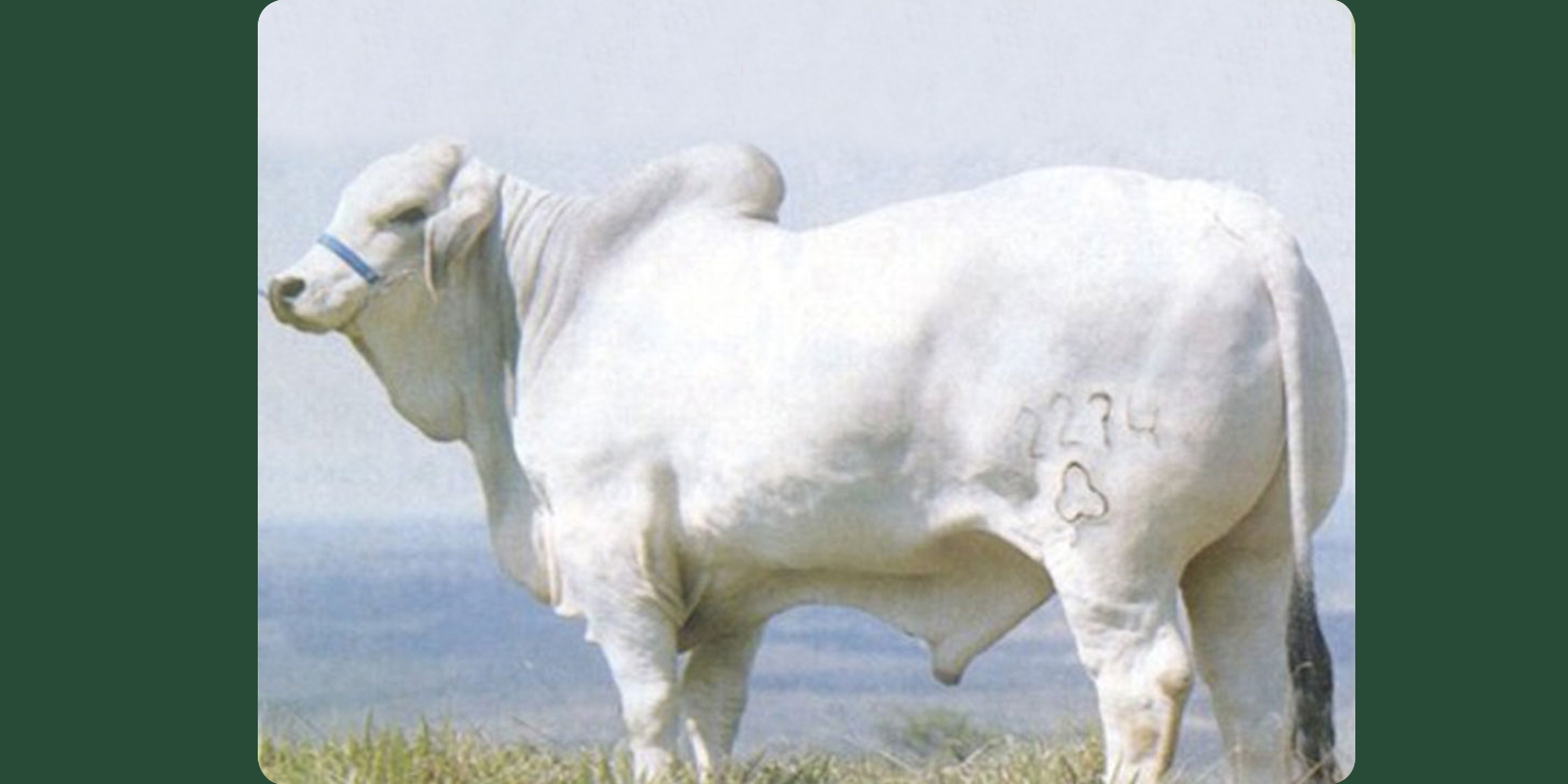 LA ESPERANZA 2274 ACAUÃ