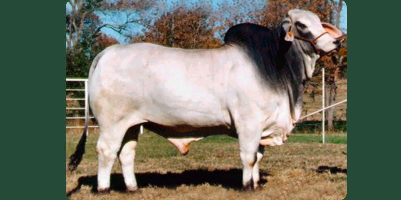 +CAK RHA RAMBO MANSO 144