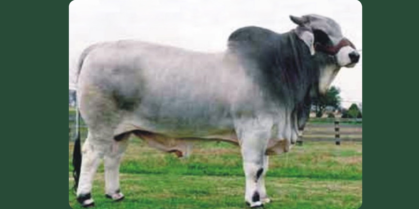 (+)JDH A DAKOTA MANSO 599