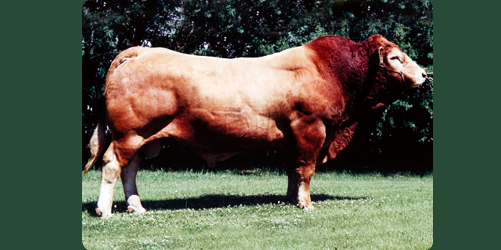 RIVERSIDE POLLED ACE