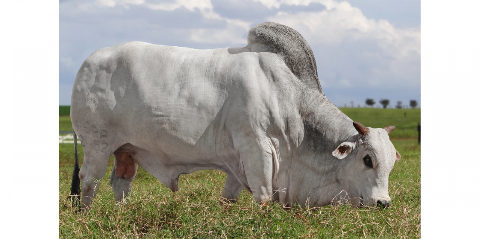 COMBATE (2452 DA HORA)