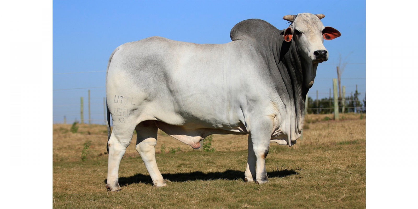 DINÂMICO DA TRADIÇÃO