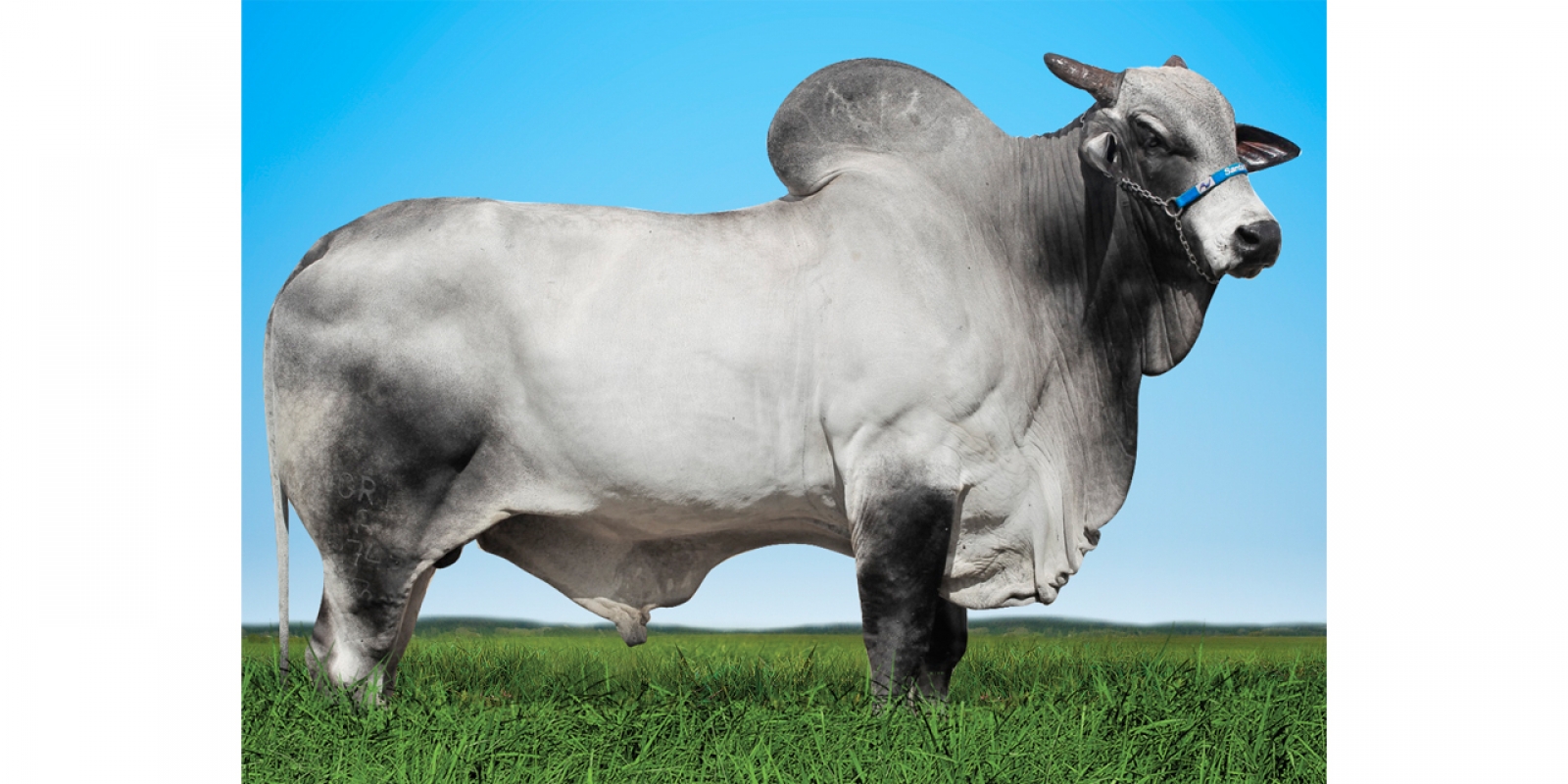 PAVAROTI DA SANTA NICE