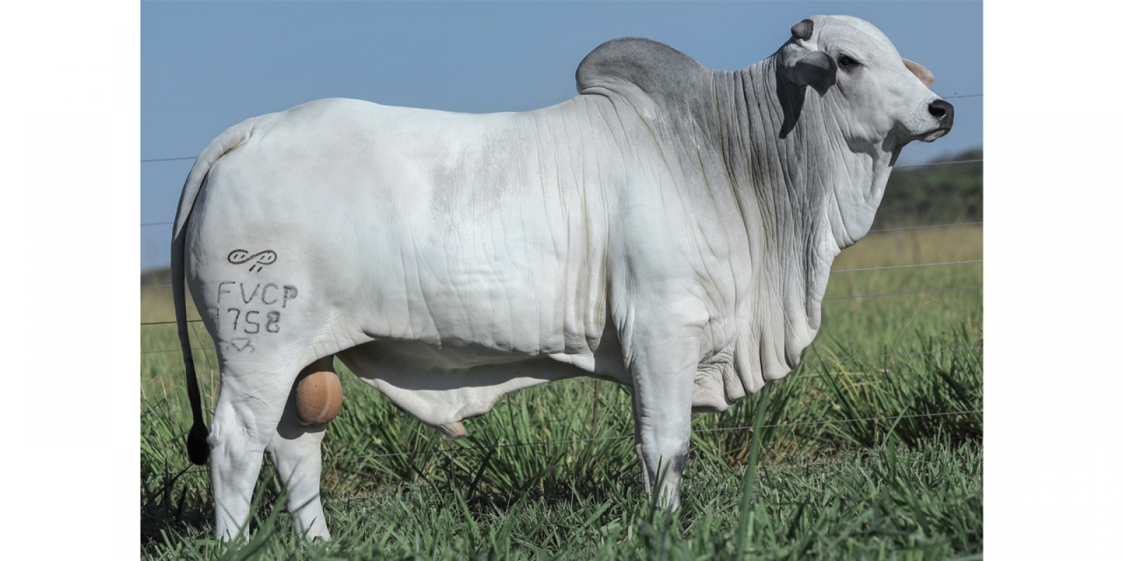 BOLA 8 (1758 FIV FVC)