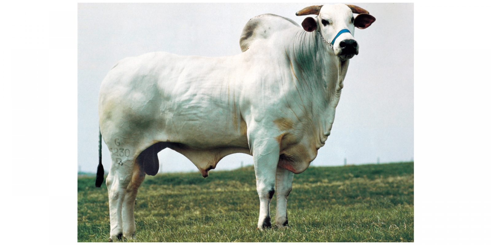 TATCHER MJ DO SABIÁ