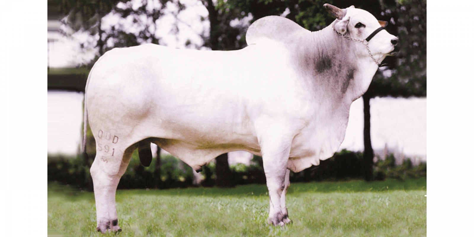 MAESTRO DA ESPINHO PRETO