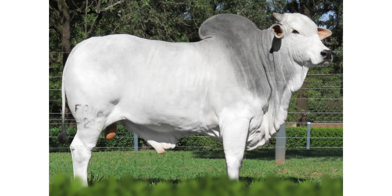 GOVERNO DA AGRONOVA