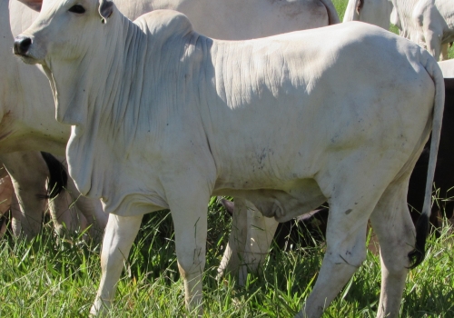 Progênie em vacas comerciais
