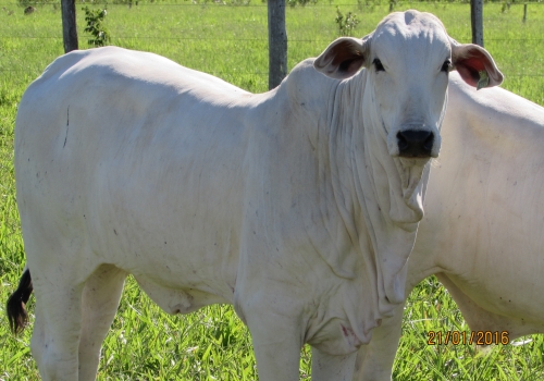 Progênie em vacas comerciais