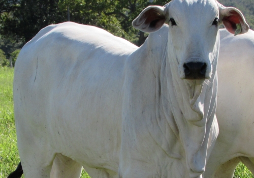 Progênie em vacas comerciais