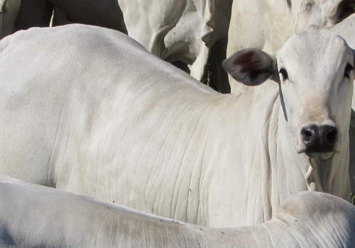 Progênie em vacas comerciais