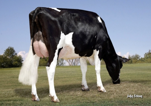 Maple Hill Alexander EX92 - Irmã Paterna