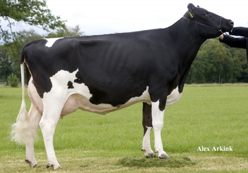 HOLBRA HEIDI 1 (MB-88) - AVÓ.jpg