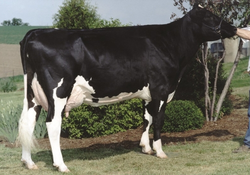 MISS MAUI MIRACLE (EX-91) - 3ª MÃE.jpg