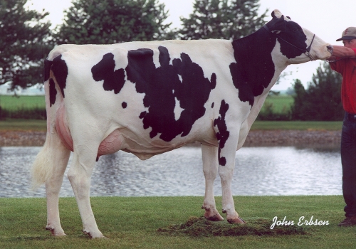BALMORAL JOLT A J (EX-94) - 3ª MÃE.jpg