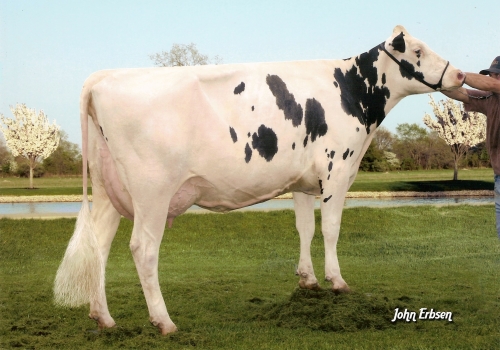 BALMORAL OMAN ALTANN ET (MB-88) - MÃE.jpg