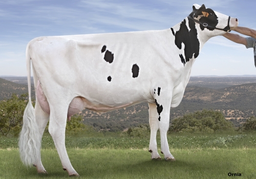 CIGUÑUELA BEHOBIA COSMICA - FILHA.jpg