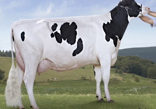 MENDITXURI BEHOBIA 377 - FILHA.jpg