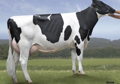 OS LOUREIROS ANNE 467 BEHOBIA -FILHA.jpg