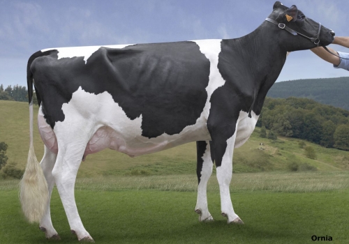 ETXALDE BIARRIZ 9055 (MB-82) - FILHA.jpg