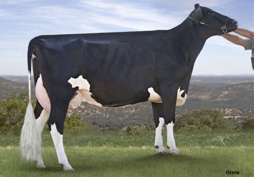 LAGUNILLA BIARRIZ SHAKIRA (MB-82) - FILHA.jpg