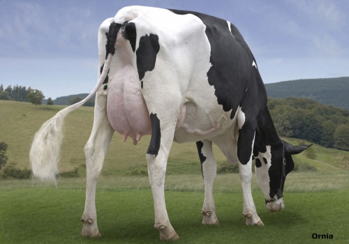 ZALDUMENDI BIARRIZ 7036 (MB-80) - FILHA (2).jpg