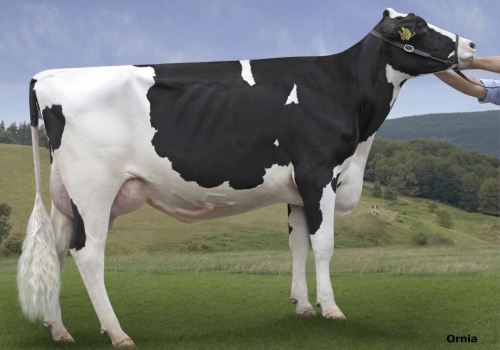 ZALDUMENDI BIARRIZ 7036 (MB-80) - FILHA.jpg