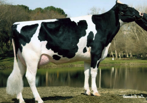 RALMA FINLEY C-F CHOICE (EX-90) - MÃE (2).jpg