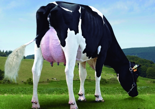 ZALDUMENDI BONFIRE 6046 (MB-83) - FILHA.jpg