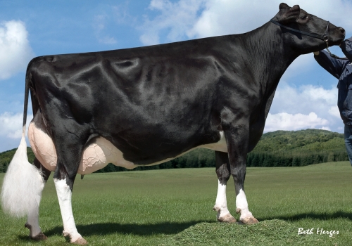 Durham-Lylehaven-Durham-Lassie-et - AVÓ.JPG