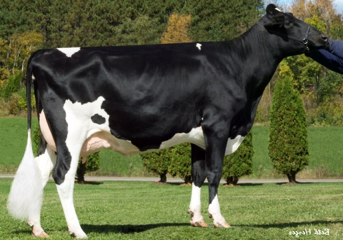 Goldwyn-Lylehaven-Gold-Lunastar-et - MÃE.jpg