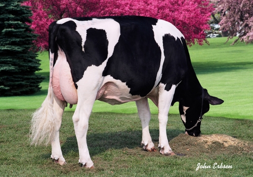 CROCKETT-ACRES DRHM MAE (MB-87) - MÃE.jpg