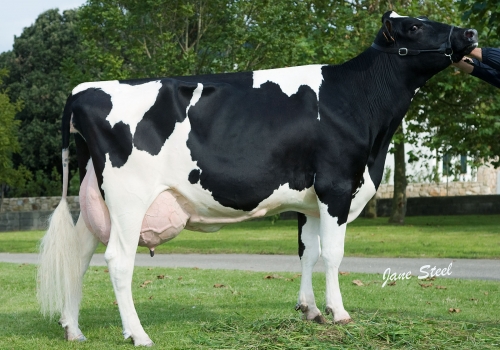 ETXALDE CHICAGO PERLA (MB-84) - FILHA (2).jpg