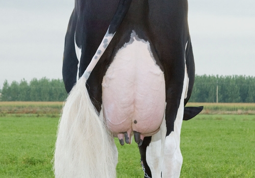 JOMA SALMA CHICAGO (MB-87) - FILHA  (1).jpg