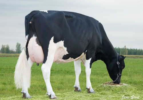 JOMA SALMA CHICAGO (MB-87) - FILHA  (2).jpg