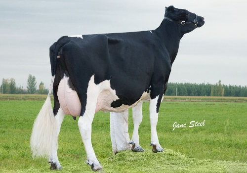 JOMA SALMA CHICAGO (MB-87) - FILHA  (4).jpg