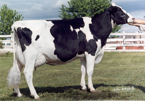 WAUREGAN BELLWOOD MAEBELL (EX-91) - AVÓ (2).jpg