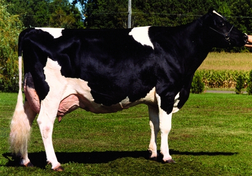 WHITTIER FARMS LEAD MAE (EX-95) - 3ª MÃE (2).jpg