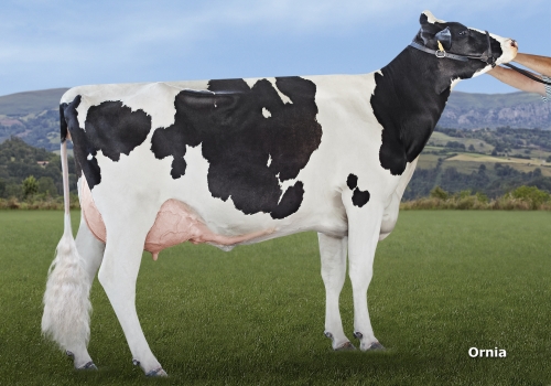 BEHI-ALDE DAITON 6356 (GP-82) - FILHA.jpg