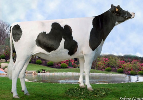 DG PIT DAISY  - MÃE.jpg